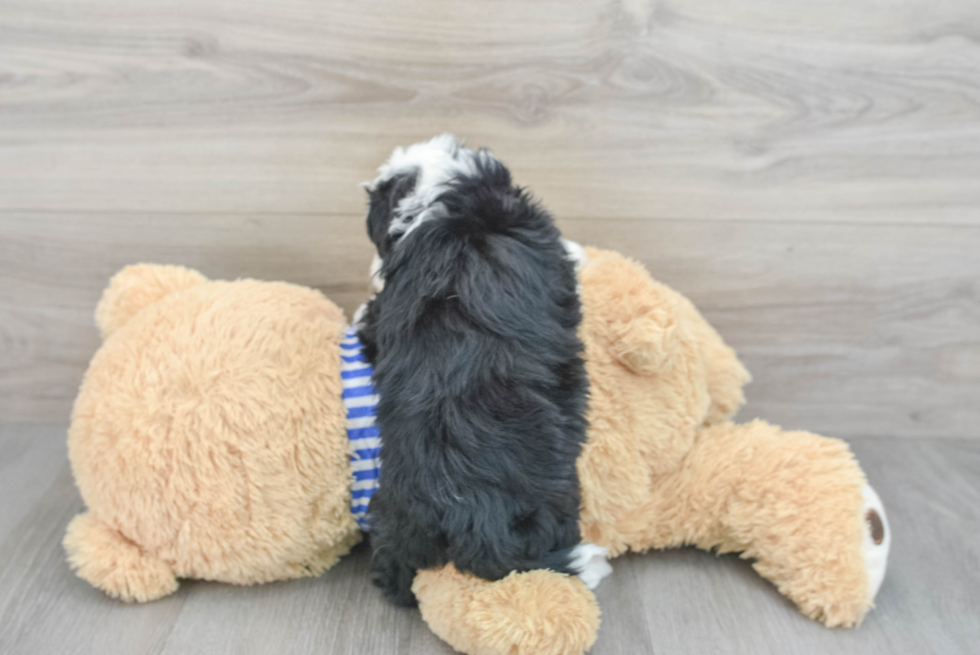 Mini Sheepadoodle Pup Being Cute