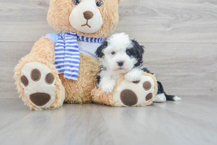 Playful Sheep Dog Poodle Mix Puppy