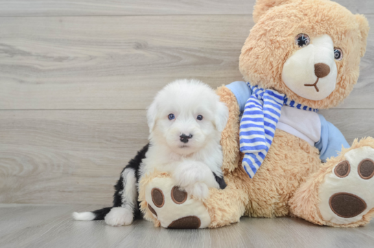 Petite Mini Sheepadoodle Poodle Mix Pup