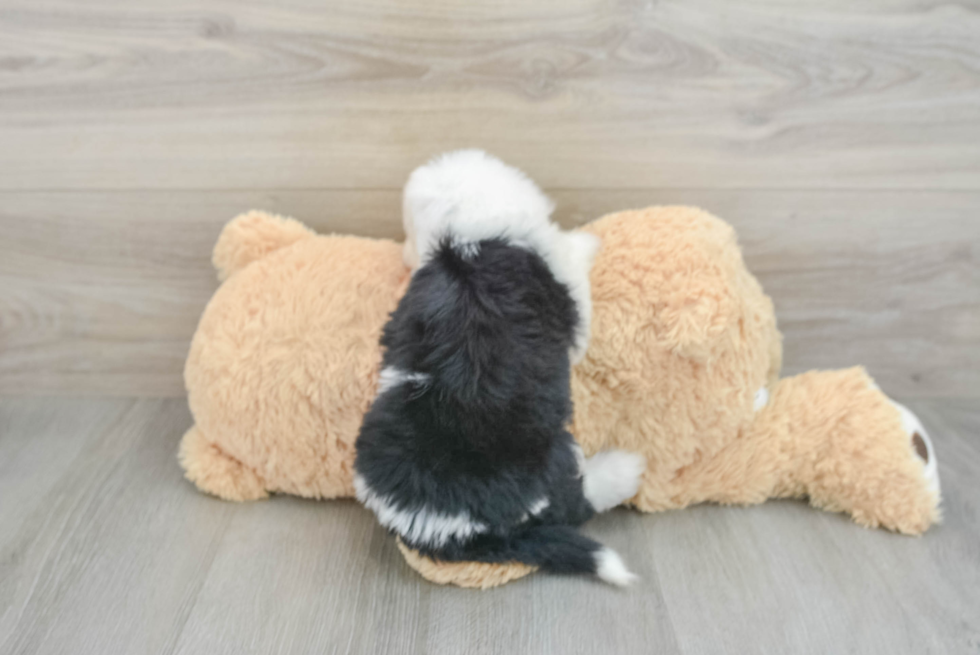 Fluffy Mini Sheepadoodle Poodle Mix Pup