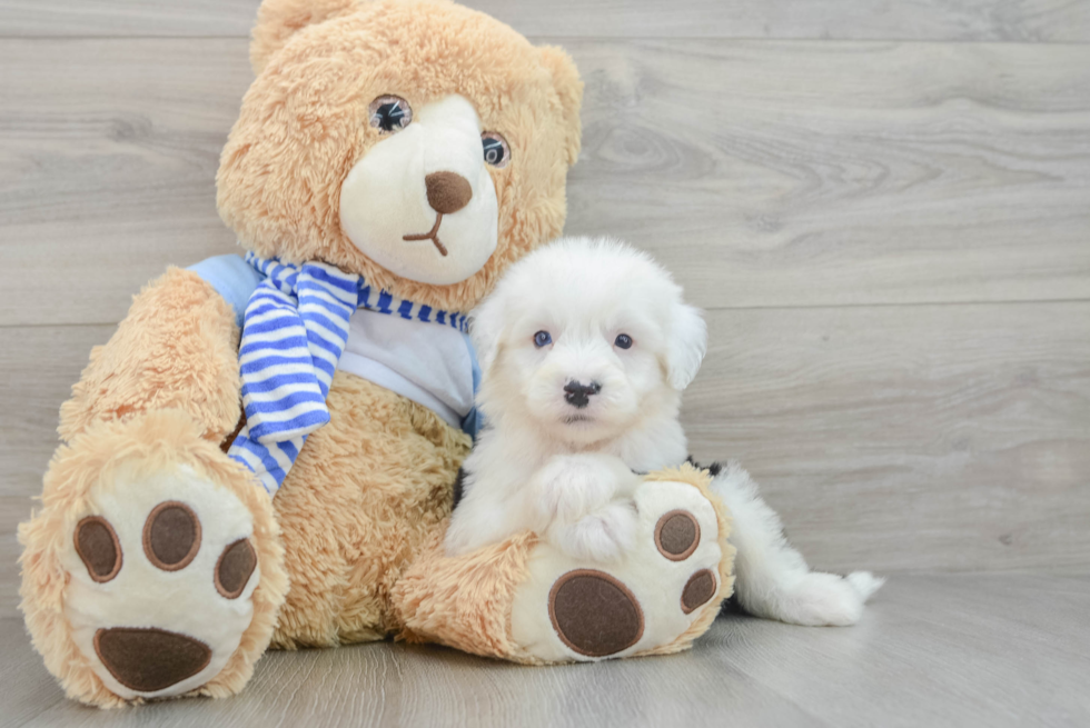 Energetic Mini Sheepapoo Poodle Mix Puppy