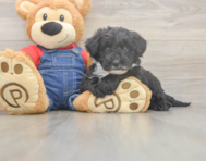 5 week old Mini Sheepadoodle Puppy For Sale - Premier Pups