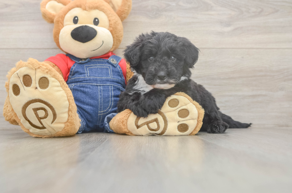5 week old Mini Sheepadoodle Puppy For Sale - Premier Pups