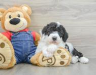 6 week old Mini Sheepadoodle Puppy For Sale - Premier Pups