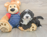 5 week old Mini Sheepadoodle Puppy For Sale - Premier Pups