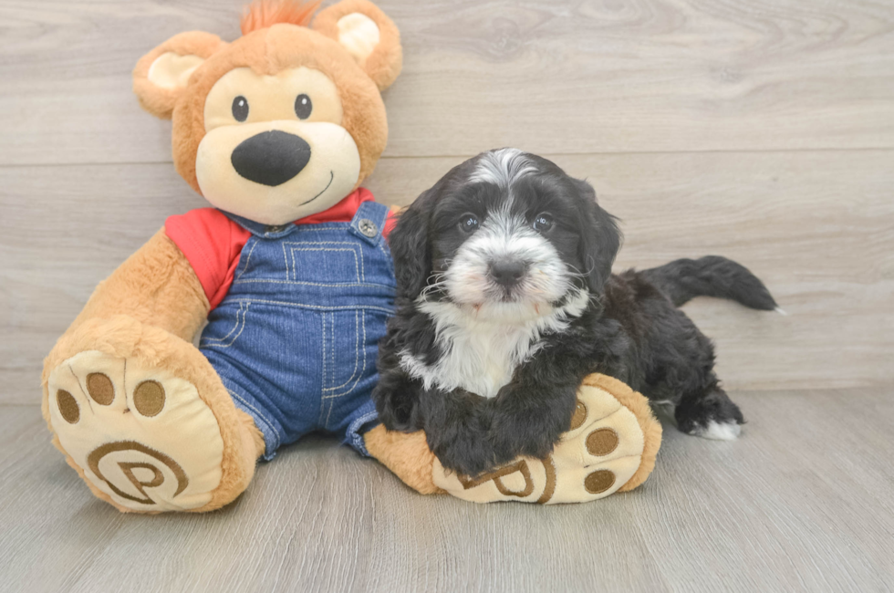 5 week old Mini Sheepadoodle Puppy For Sale - Premier Pups
