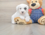 5 week old Mini Sheepadoodle Puppy For Sale - Premier Pups