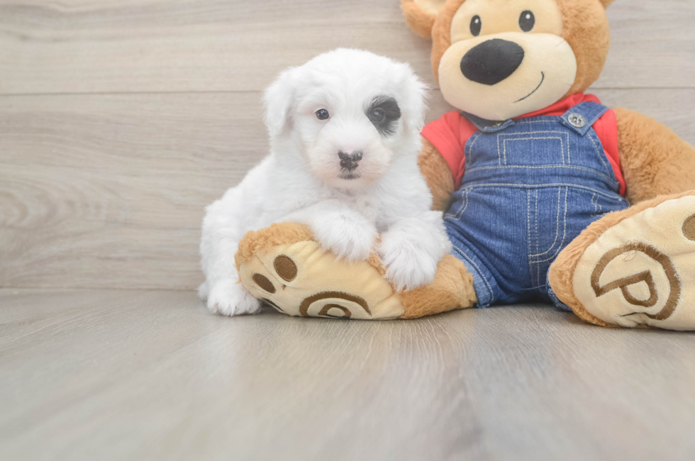 5 week old Mini Sheepadoodle Puppy For Sale - Premier Pups