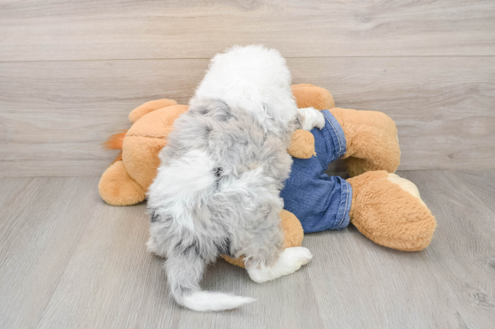 Hypoallergenic Sheep a Poo Poodle Mix Puppy