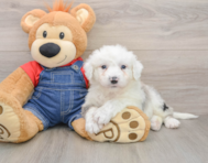 7 week old Mini Sheepadoodle Puppy For Sale - Premier Pups