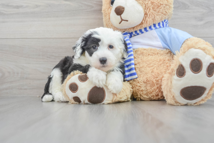 Mini Sheepadoodle Puppy for Adoption