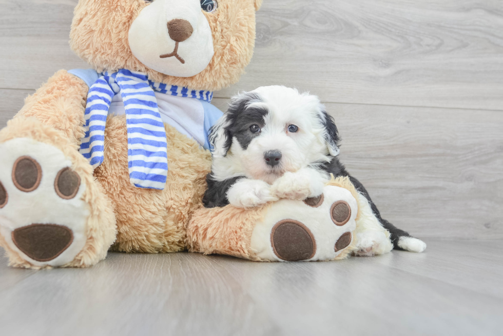 Adorable Sheep Dog Poodle Mix Puppy