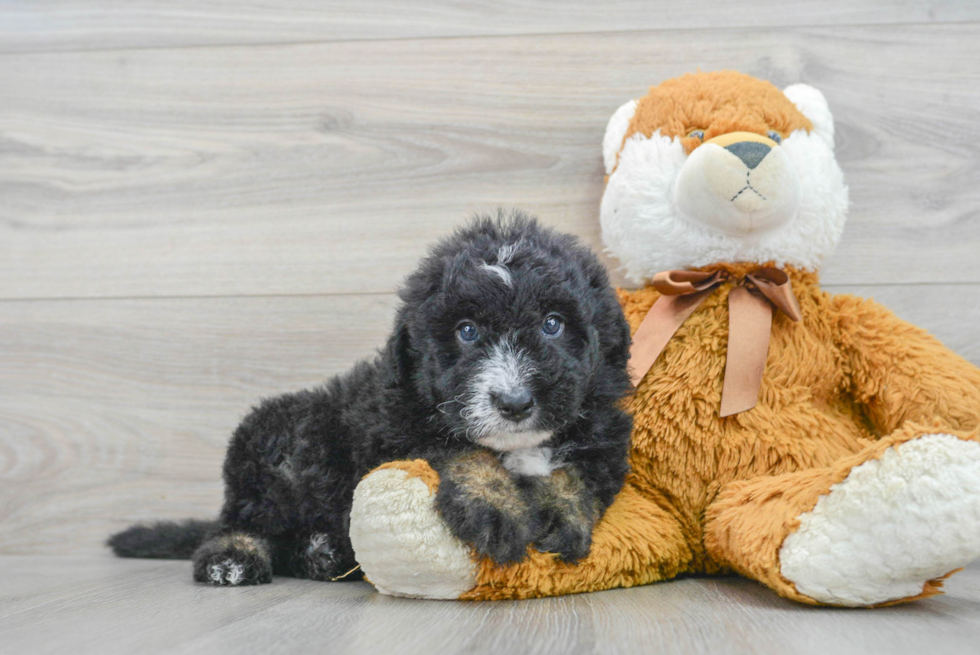 Best Mini Sheepadoodle Baby