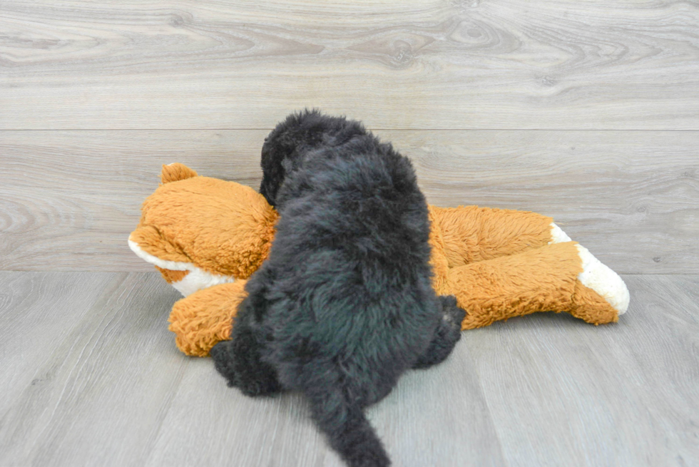 Mini Sheepadoodle Pup Being Cute