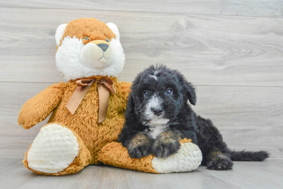 Little Sheep Dog Poodle Mix Puppy