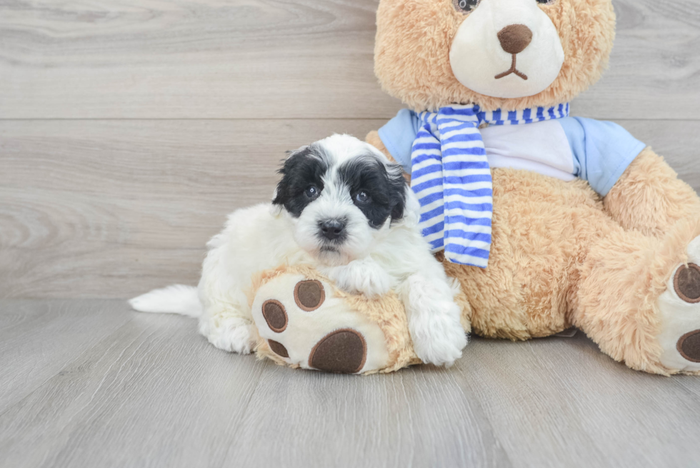 Small Mini Sheepadoodle Baby