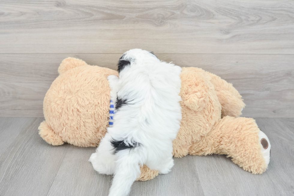 Small Mini Sheepadoodle Baby