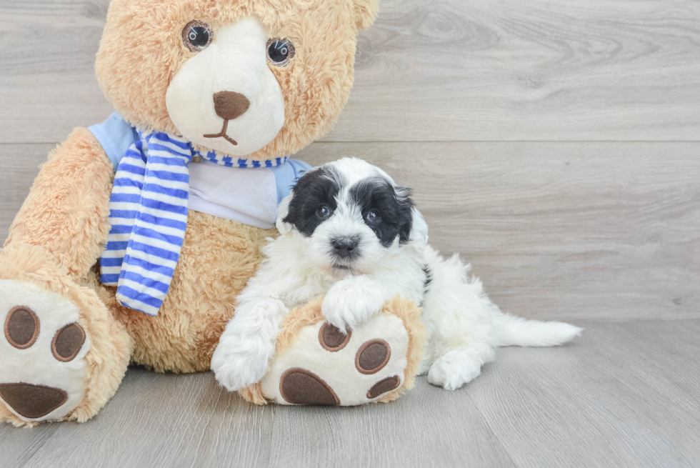 Popular Mini Sheepadoodle Poodle Mix Pup