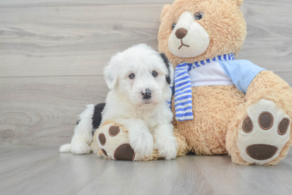 Sweet Mini Sheepadoodle Baby