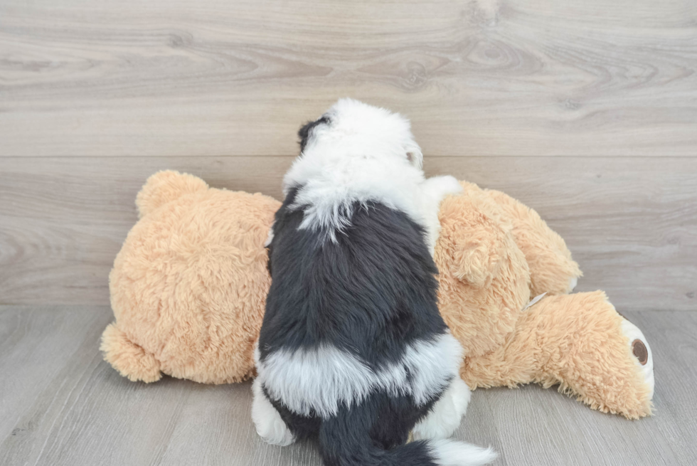 Little Sheep Dog Poodle Mix Puppy