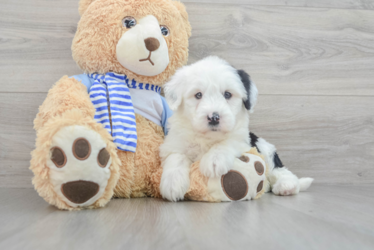 Mini Sheepadoodle Puppy for Adoption