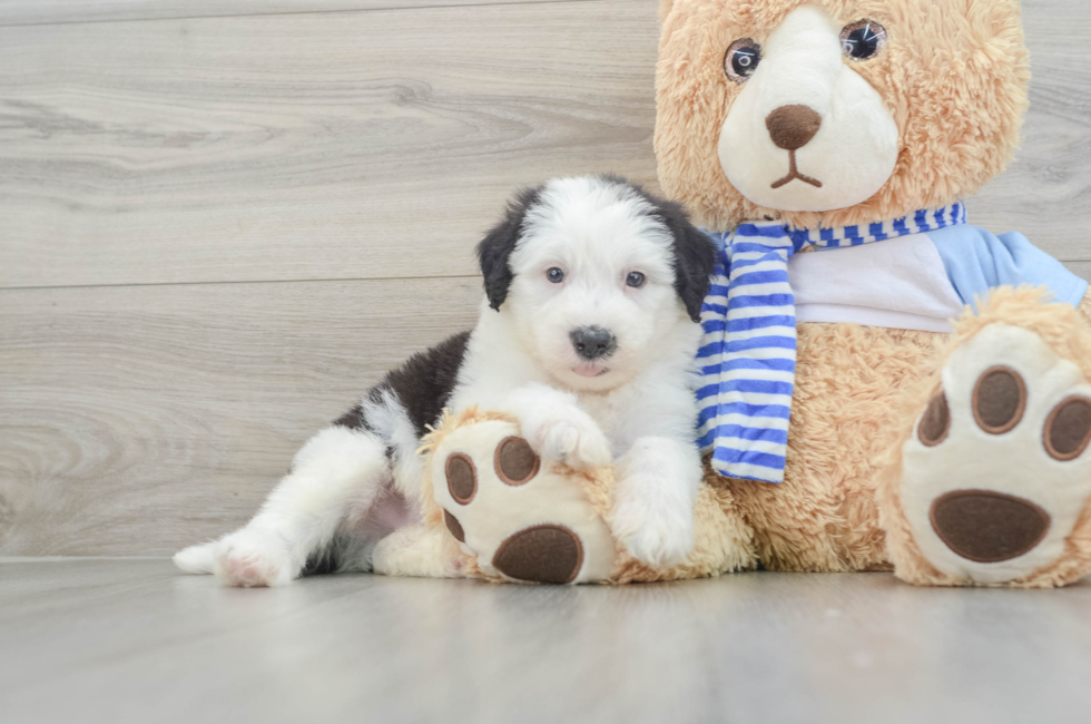 7 week old Mini Sheepadoodle Puppy For Sale - Premier Pups