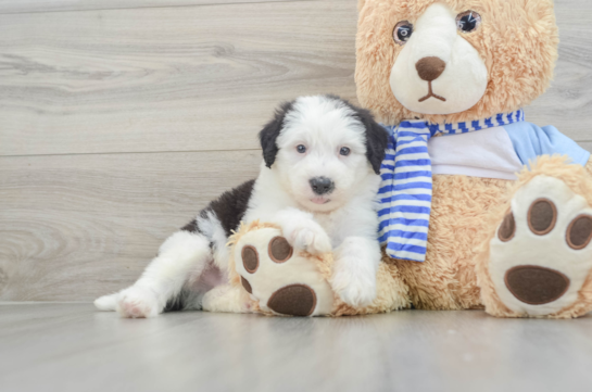 Mini Sheepadoodle Pup Being Cute