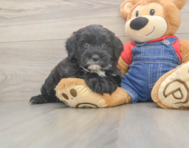 5 week old Mini Sheepadoodle Puppy For Sale - Premier Pups