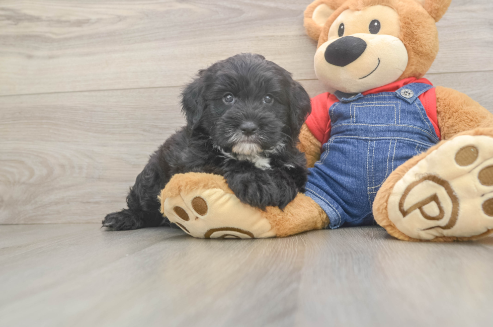 5 week old Mini Sheepadoodle Puppy For Sale - Premier Pups