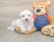 5 week old Mini Sheepadoodle Puppy For Sale - Premier Pups