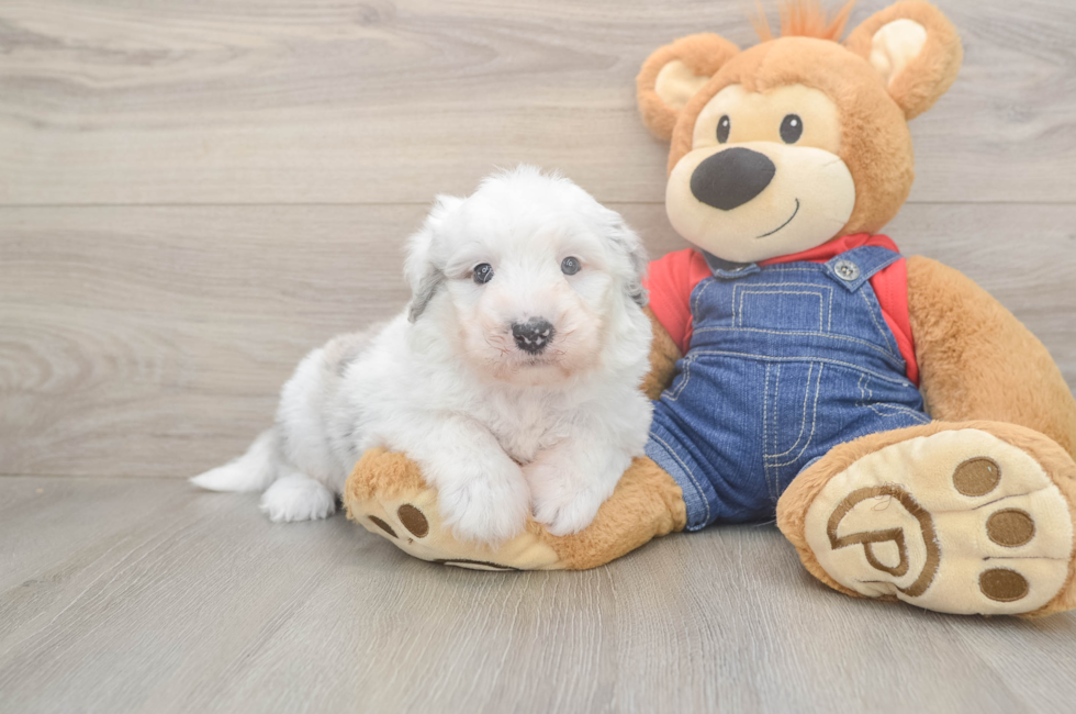 5 week old Mini Sheepadoodle Puppy For Sale - Premier Pups