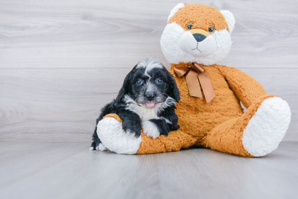 Mini Sheepadoodle Pup Being Cute