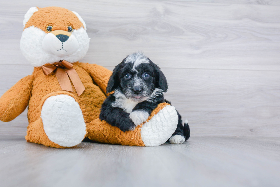 Mini Sheepadoodle Puppy for Adoption