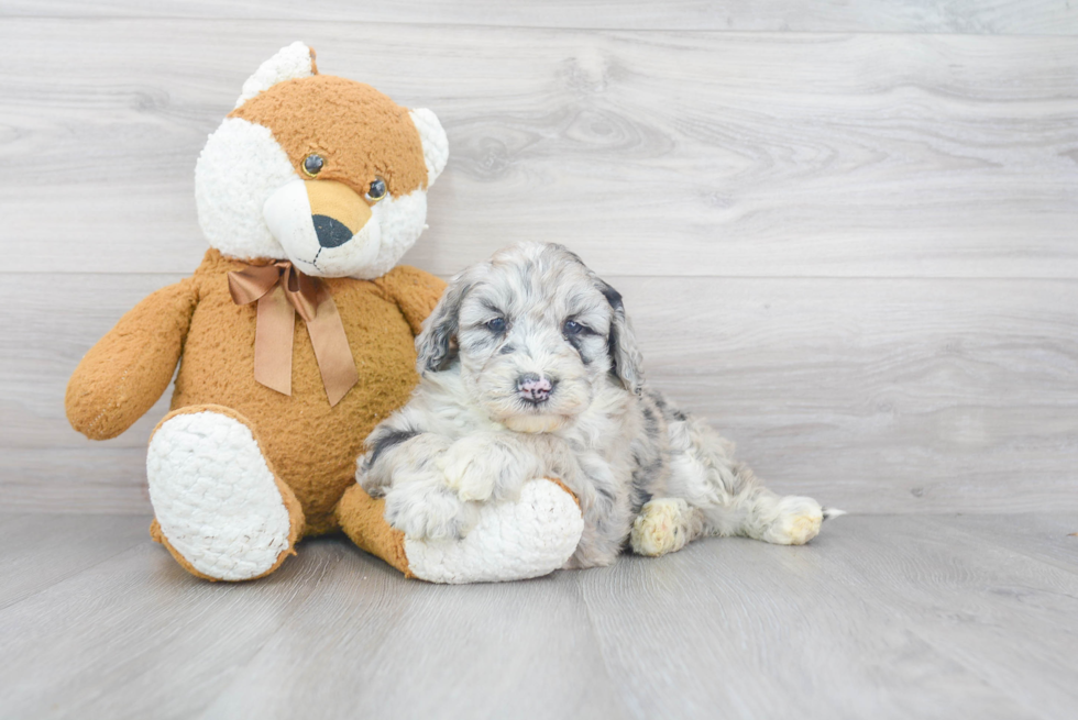 Best Mini Sheepadoodle Baby