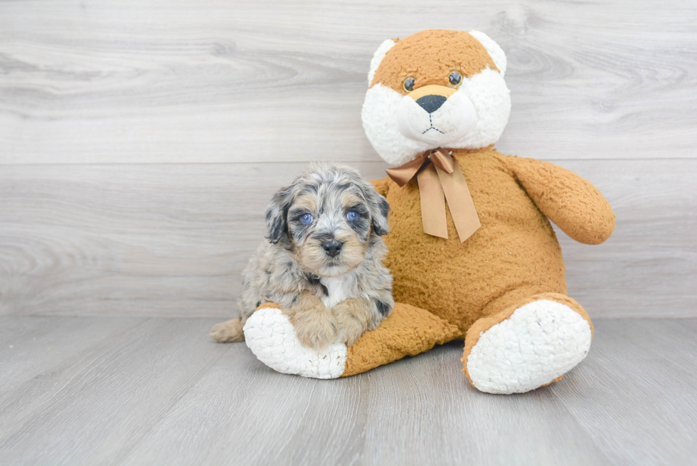 Mini Sheepadoodle Puppy for Adoption