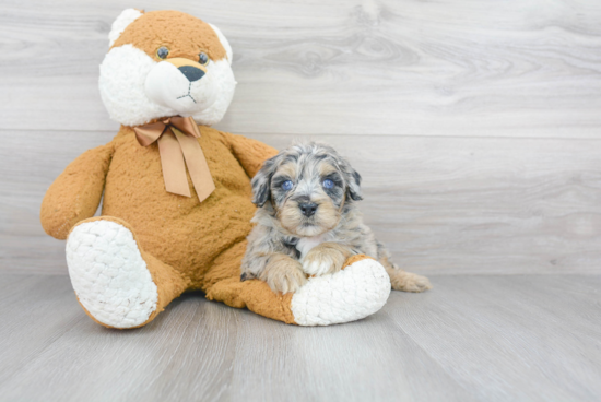 Happy Mini Sheepadoodle Baby