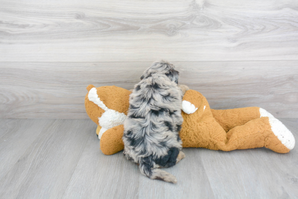 Happy Mini Sheepadoodle Baby