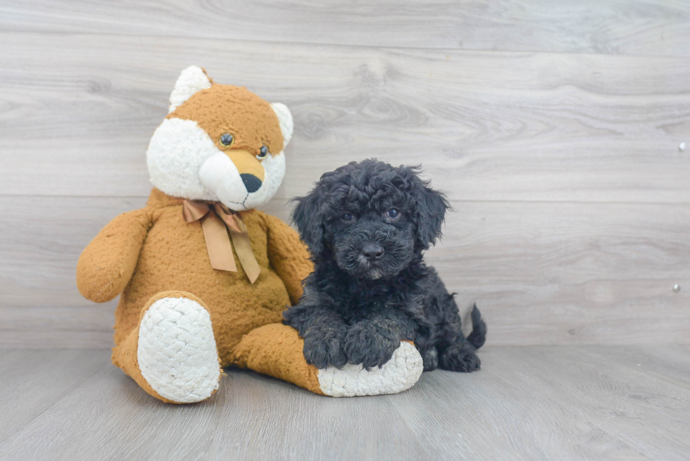 Small Mini Sheepadoodle Baby