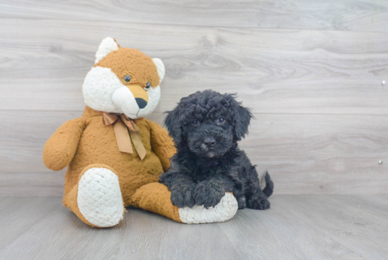 Small Mini Sheepadoodle Baby