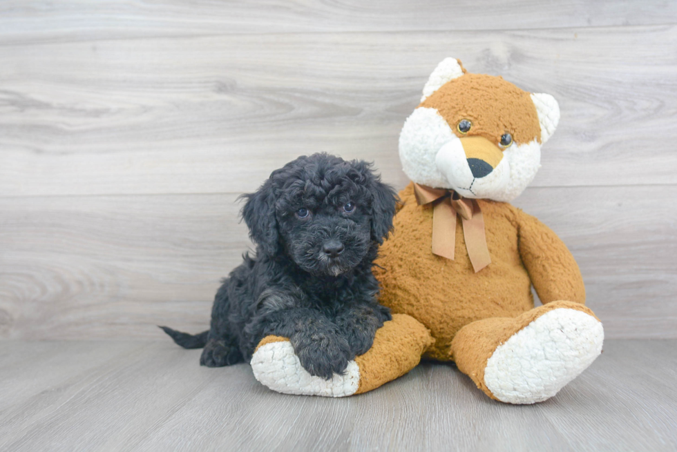 Mini Sheepadoodle Pup Being Cute