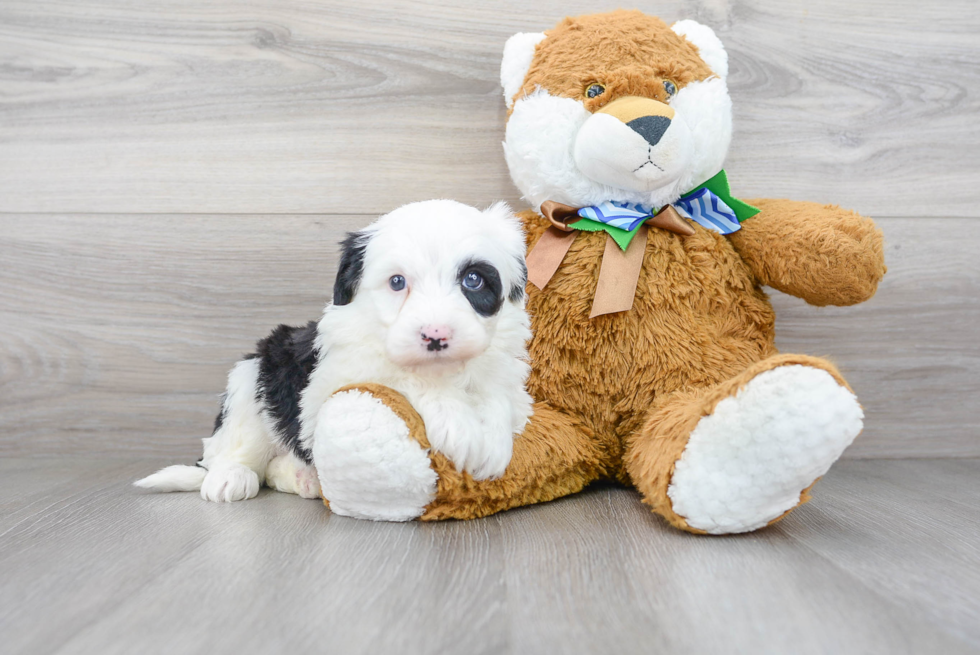 Small Mini Sheepadoodle Baby