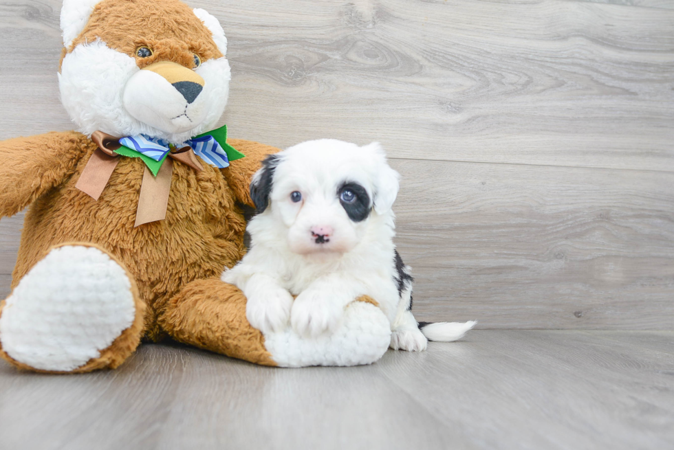 Smart Mini Sheepadoodle Poodle Mix Pup