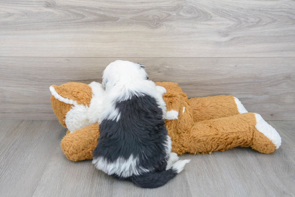 Adorable Sheep Dog Poodle Mix Puppy