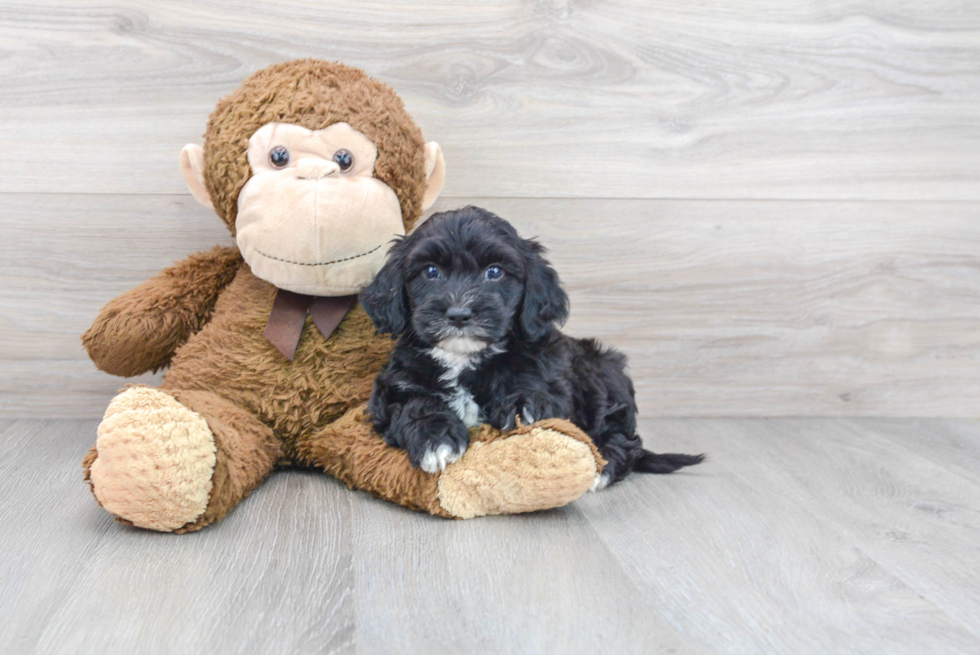 Funny Mini Sheepadoodle Poodle Mix Pup