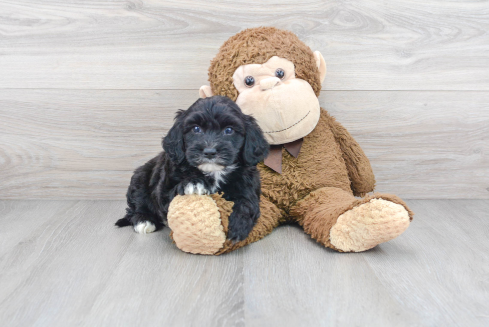 Adorable Sheep Dog Poodle Mix Puppy