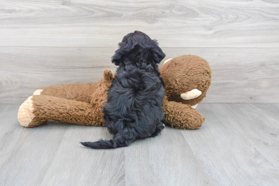 Fluffy Mini Sheepadoodle Poodle Mix Pup