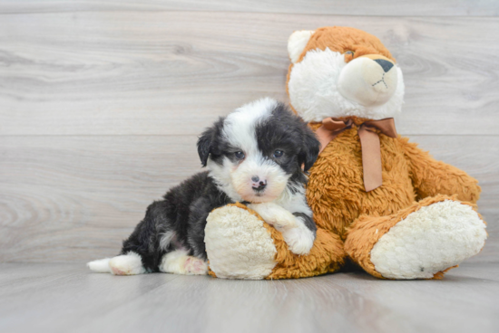 Best Mini Sheepadoodle Baby