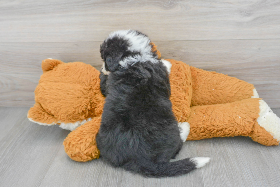 Energetic Sheep Dog Poodle Mix Puppy