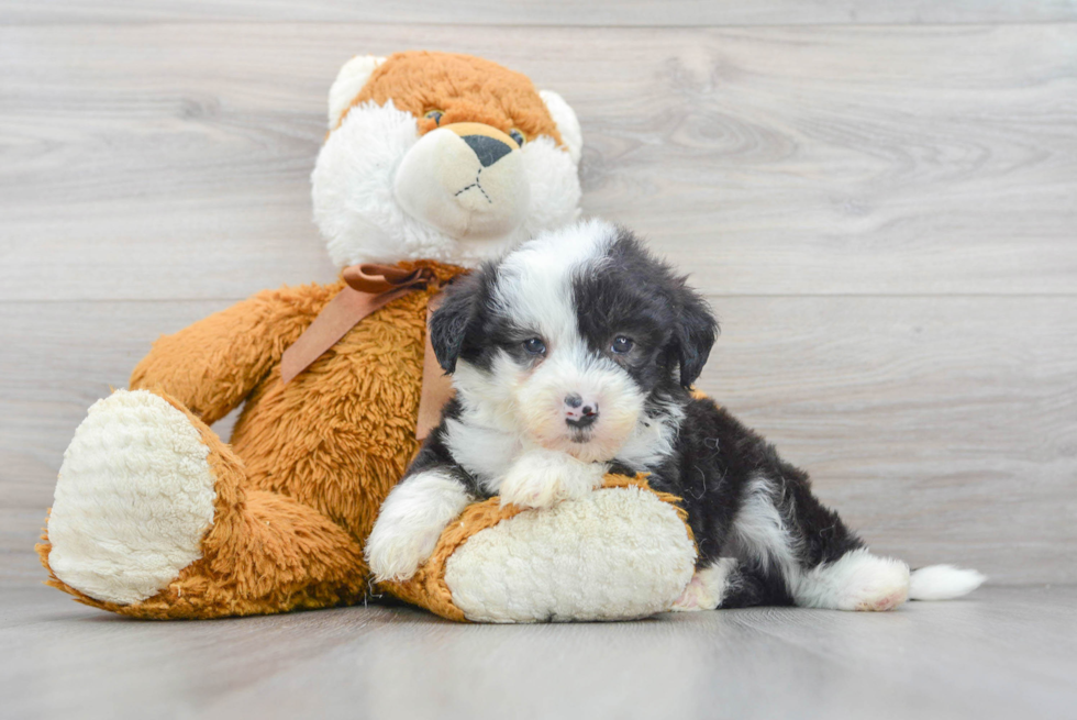 Best Mini Sheepadoodle Baby