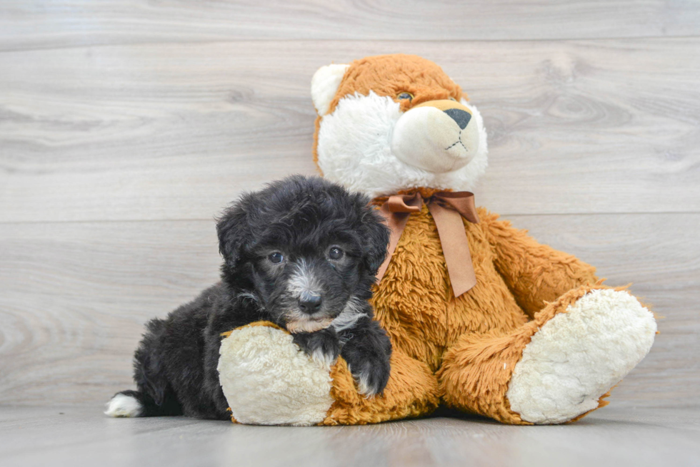 Friendly Mini Sheepadoodle Baby